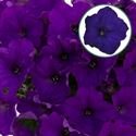 Afbeelding van Petunia P12 Blue